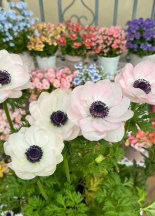 🌸Double Anemone Seeds