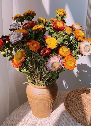 Strawflower Seeds Xerochrysum Bracteatum