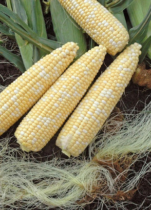 Sweet Corn Nighthawk F1