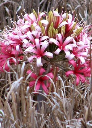 Ammocharis coranica - Ground lily