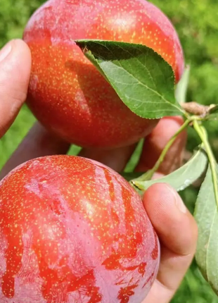 Dahongpao Plum Seeds
