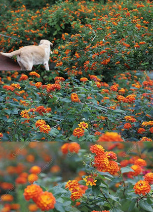 🌺Colorful Elf Lantana Seeds - Repels Mosquitoes And Flies