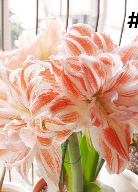 50pcs Hippeastrum Rutilum Seeds Bonsai Home Garden Balcony Plants