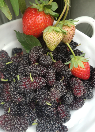 Black Mulberry Seeds