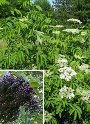 Egrow 50Pcs,100 Pcs/Pack Elderberry Seeds Green Polygonum Japonicum Seed Garden Decoration