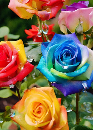 Colorful Roses - Flowers of Good Luck