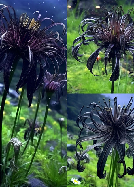 🖤Black Spider Lily