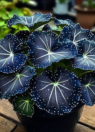 Blue Night Spark Begonia