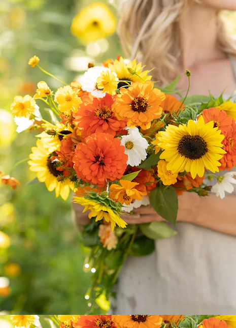 Sunset Mix - Orange, Yellow & White Flower Seed Mix