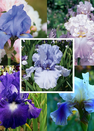 Reblooming Bearded Iris Collection