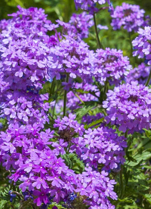 💐Garden Verbena Seeds