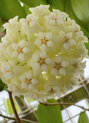 ⭐️Hoya Carnosa Flower Seeds 丨Star-shaped Flower Ball