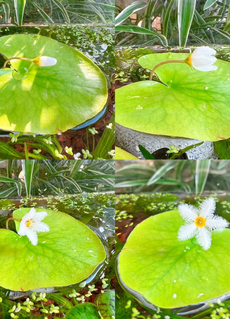 Hydroponic Plants Water Snowflake