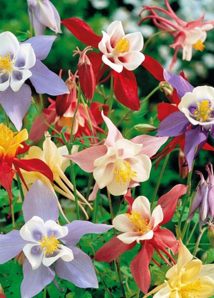 Columbine Seeds - Macana Giant Mix