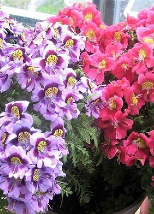 BUTTERFLY FLOWER - ANGEL WINGS MIX