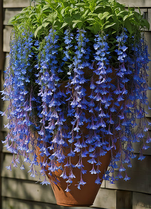🌸 Hanging Lobelia