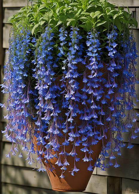 🌸 Hanging Lobelia