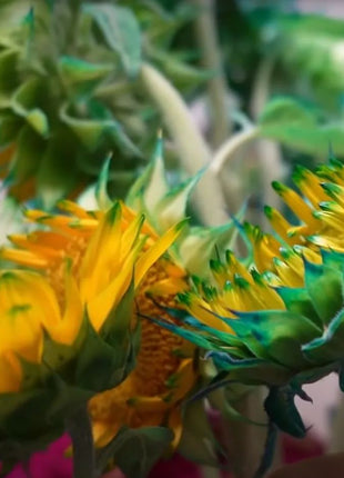 Green Lace Sunflower Seeds