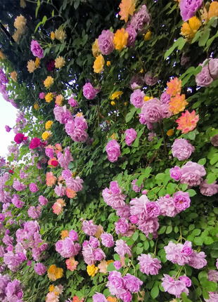 Mixed Angel Climbing Rose Seeds