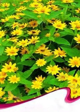 Melampodium paludosum Seeds, Original Package 20pcs Garden bonsai Flower seeds, high temperature resistance