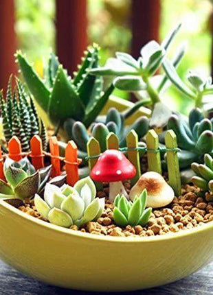 Succulent Plant Seeds