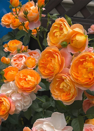 Potted Four Seasons Rose Juice Balcony