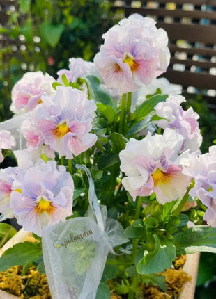 💐 Pansy Winter Elf Series - I Miss You Endlessly