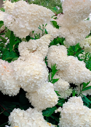 🌺Panicle Hydrangea Flowers Seeds—Mixed Color Plants—Home Garden Flower Seeds