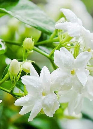100+Climbing Jasmine Flower Seeds Fragrant Plant for Planting Garden Home Four Seasons Evergreen Silver Jasmine Garden Balcony Climbing Flower Non-GMO