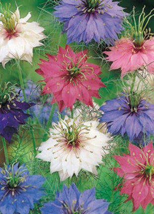 Nigella Miss Jekyll Mix Organic