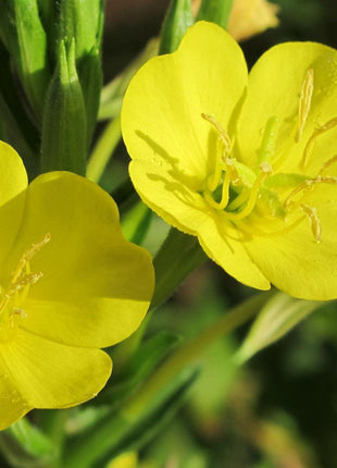 Evening Primrose Seeds