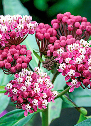 Asclepias Collection