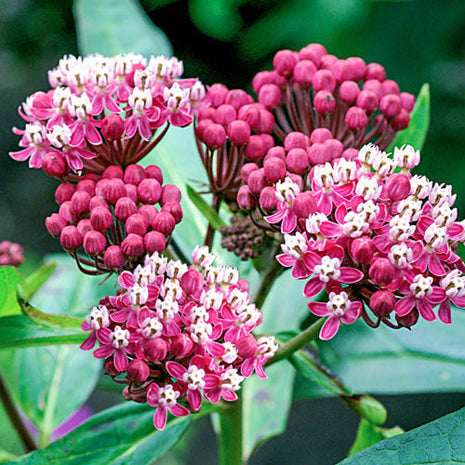 Asclepias Collection