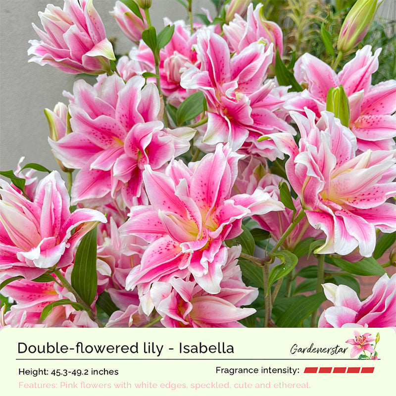 Lily Bulbs