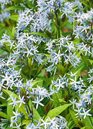 Licorice - A star representative of low-maintenance plants