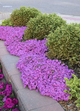 💐Vibrant Tapestry of Color ✨Creeping Phlox Seeds, Shibazakura Seeds