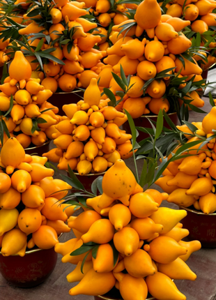 Golden Fruit Seeds 💛Five Generations Of Fruits💛