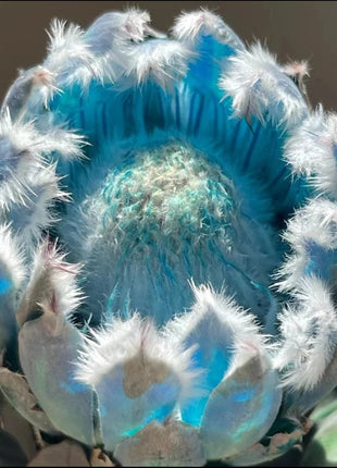 South African Princess Flower Seeds