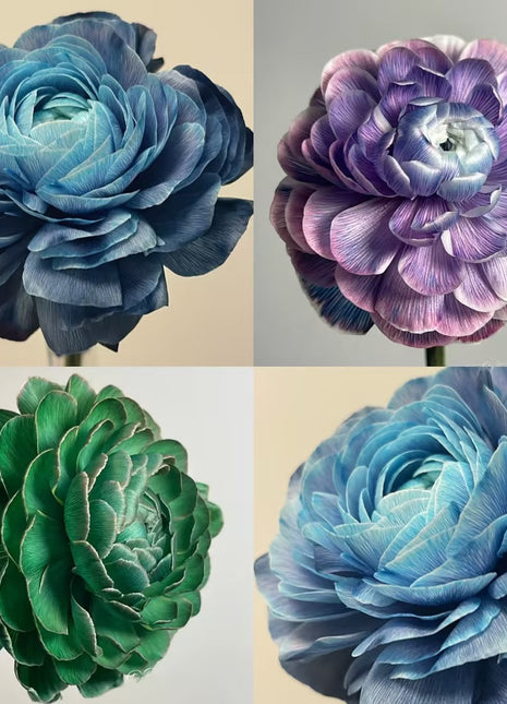 Midnight Blue Scottish Green Peony Seeds