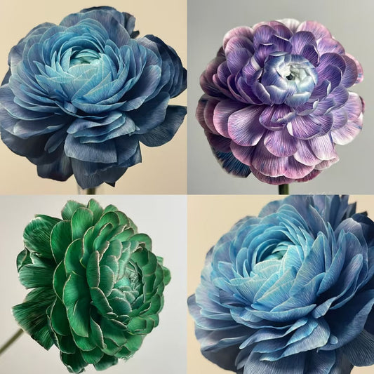 Midnight Blue Scottish Green Peony Seeds