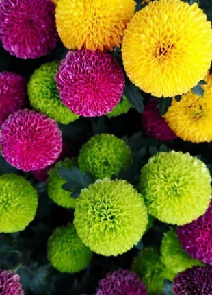 🏵️Colorful Ping Pong Chrysanthemum Seeds