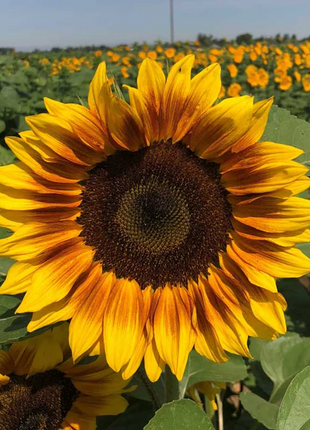 🌻50+ Mixed Color Sunflowers