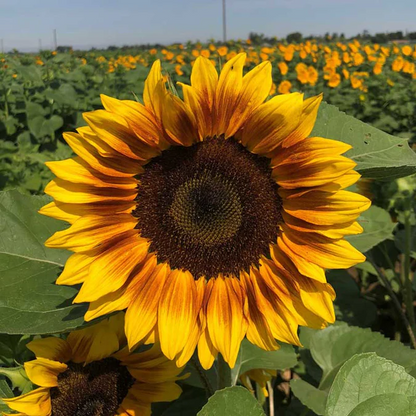 🌻50+ Mixed Color Sunflowers