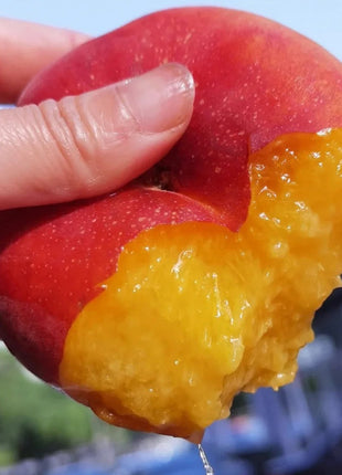 Nectarine Flat Seeds