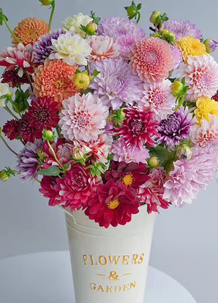 Mixture Dahlia Seeds