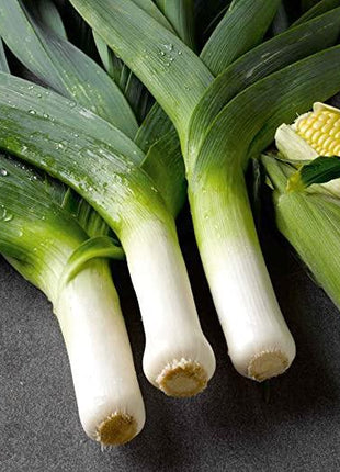 Leek Comanche F1 Organic