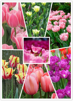 NEW!!!100pcs/ Bag-Tulip Seeds Garden Flower Plant Flowers