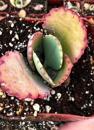 500Pcs Mother of Thousands Seeds – Hardy Succulents Ideal for Beginner Gardeners & Low-Maintenance Decor