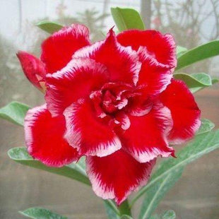 2Pcs Rainbow Desert Rose Seeds