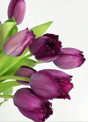 Bonsai Rare Color Tulip Seeds